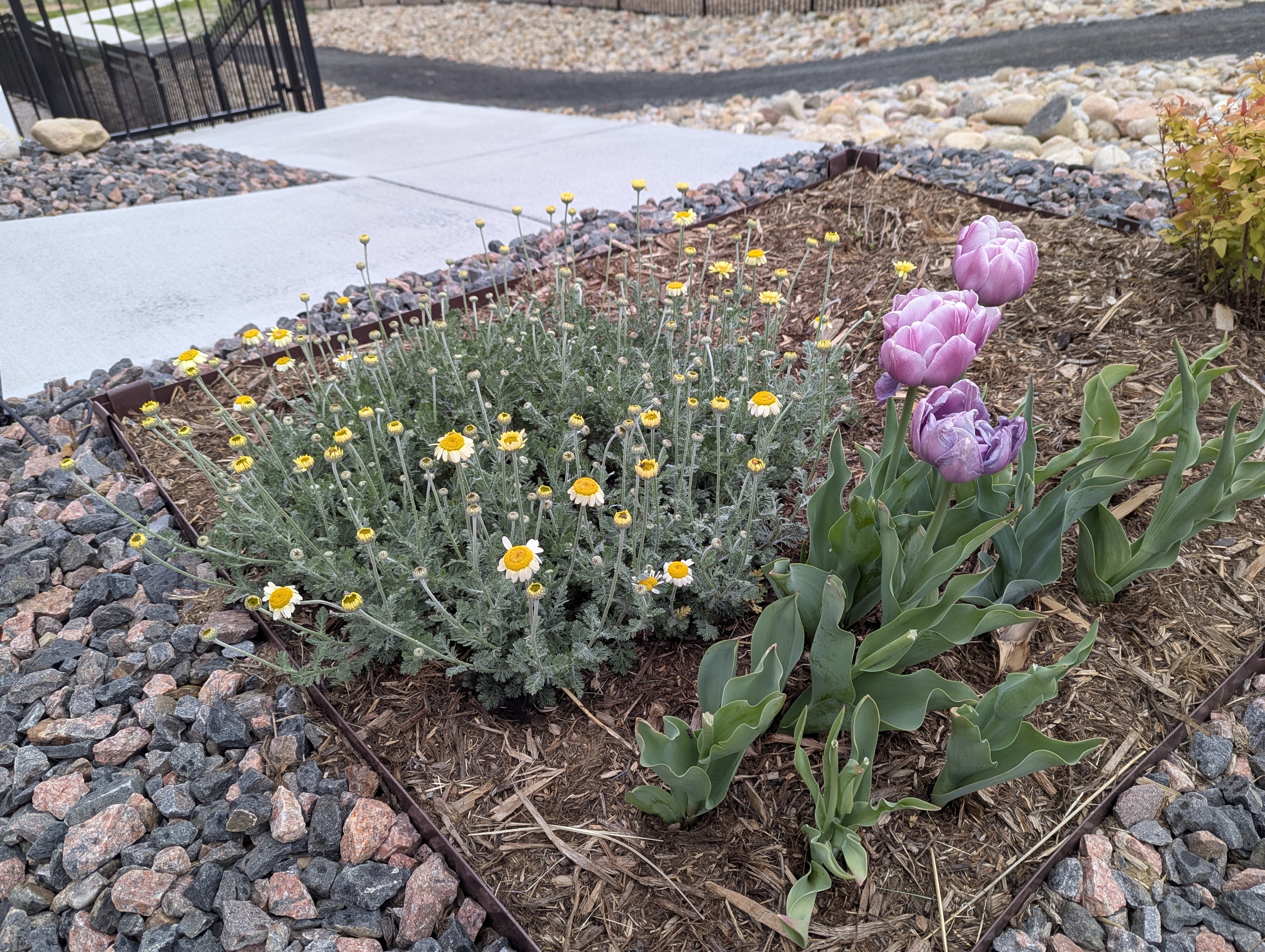 Garden, Flowers, Morrison, Colorado